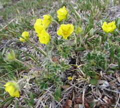 Potentilla subvahliana