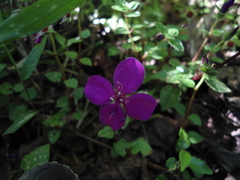 Heterocentron elegans