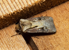 Agrotis vancouverensis