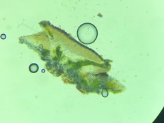 Myriolecis juniperina