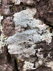 Myriolecis juniperina