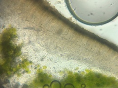 Myriolecis juniperina