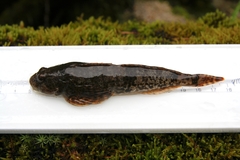 Cottus aleuticus