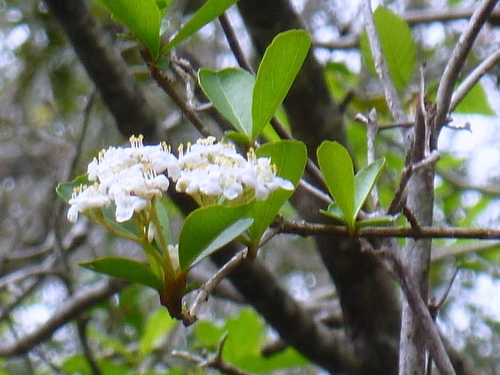 Adoxaceae image