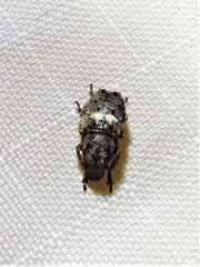 Toxonotus cornutus