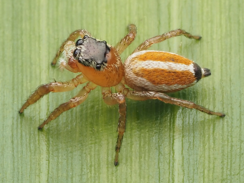 Pachomius bilobatus