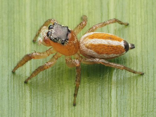 Pachomius bilobatus