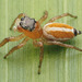 Pachomius bilobatus - Photo no rights reserved, uploaded by Zygy