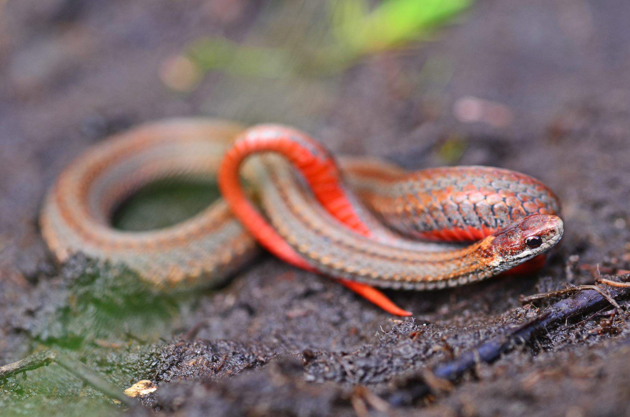 Red-bellied Snake (Storeria occipitomaculata) · iNaturalist