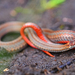 Red-bellied Snake - Photo (c) Jonathan Gagnon, some rights reserved (CC BY-NC), uploaded by Jonathan Gagnon