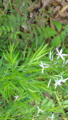 Amsonia ciliata