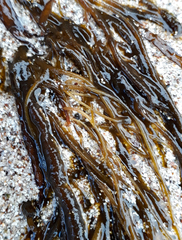 Chordaria cladosiphon