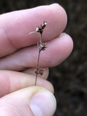 Scleria verticillata
