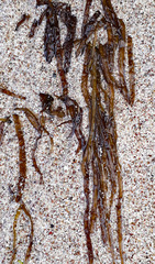 Chordaria cladosiphon