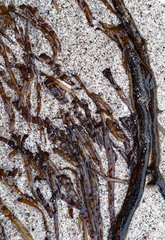 Chordaria cladosiphon