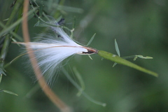Orthosia