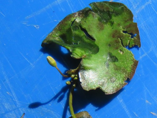Image of Nymphoides cristata by (c) Annika Lindqvist, some rights reserved (CC BY)