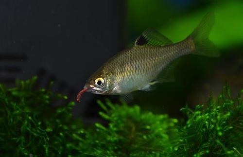 Rhodeus ocellatus