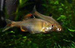 Rhodeus sinensis