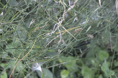 Orthosia