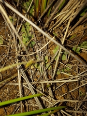 Pterostylis puberula