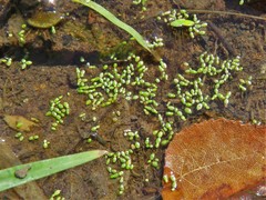 Lemna minuta
