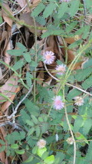 Mimosa microphylla