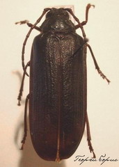 Tragosoma depsarium