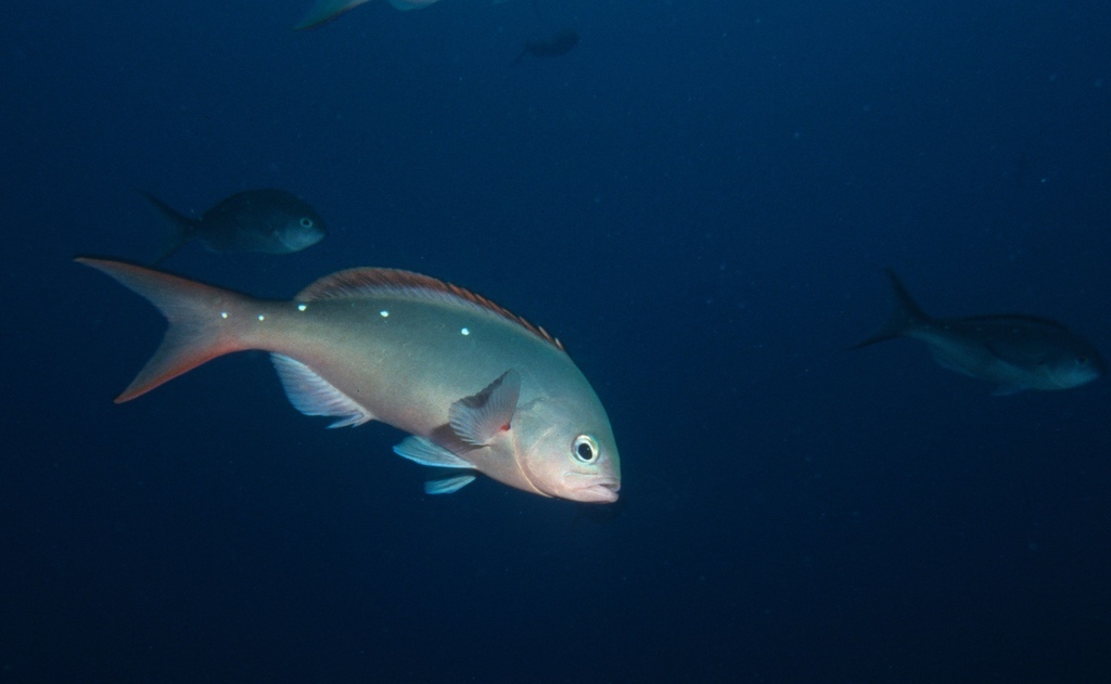 Pacific creole-fish