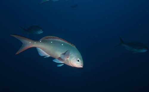 Pacific Creolefish