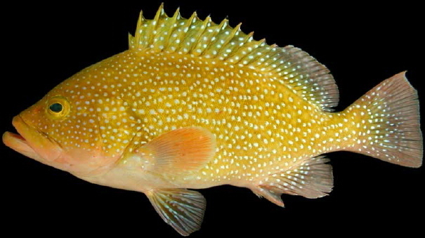 Speckled Hind