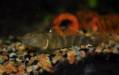 Clifford Pope's Goby photo 2