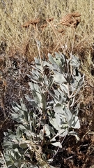 Eriodictyon traskiae smithii