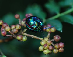 Poecilocoris splendidulus