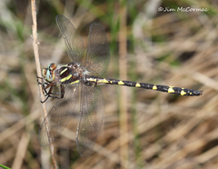 Cordulegaster bilineata