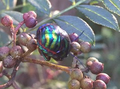 Poecilocoris splendidulus
