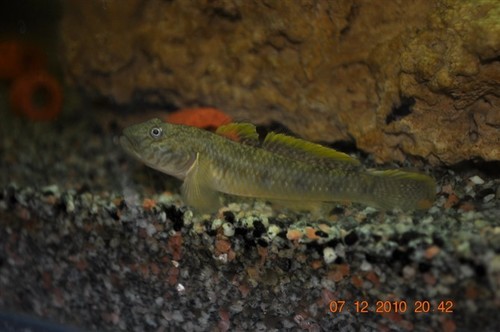 Rhinogobius similis