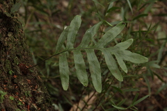 Drynaria roosii
