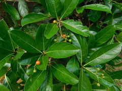Cordia stellifera