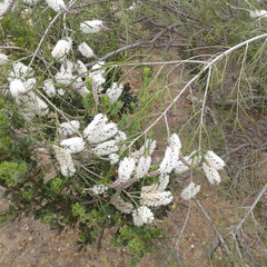 Melaleuca huegelii