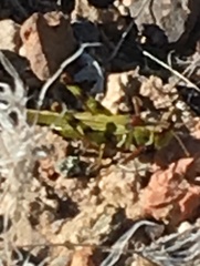 Bootettix argentatus