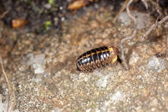 Glomeridae