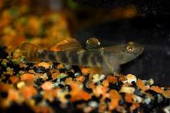 Clifford Pope's Goby photo 3