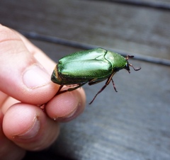 Pseudochalcothea spathulifera