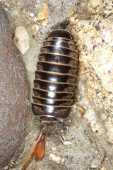 Glomeridae