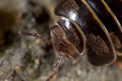 Glomeridae