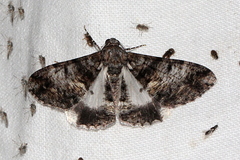 Gastrinodes argoplaca