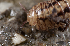 Glomeridae
