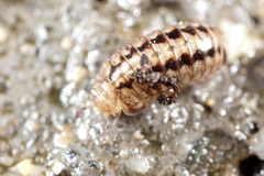 Glomeridae