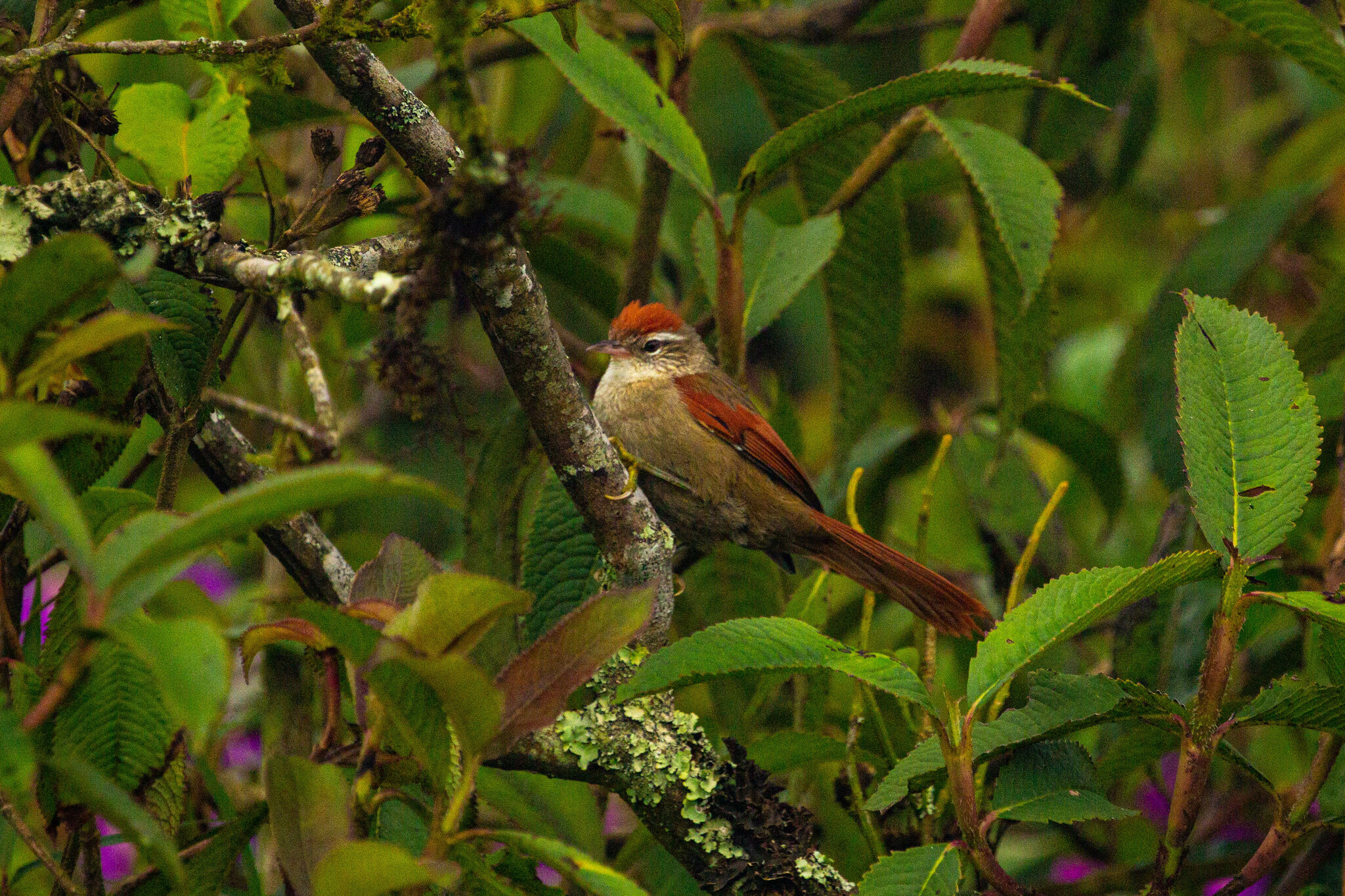 Line-cheeked Spinetail (Cranioleuca antisiensis), photo 10